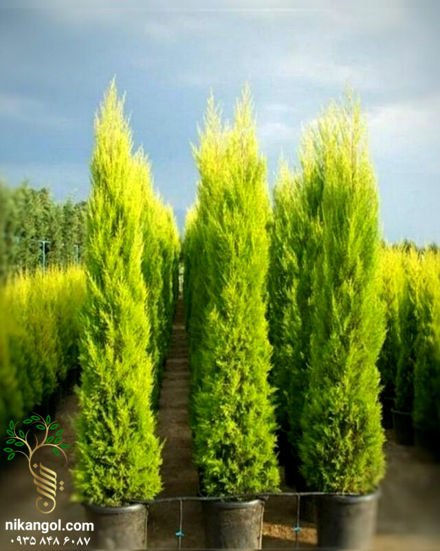گیاه سرو لاوسون با کیفیت بالا برای خرید و کاشت در باغ و فضای سبز | نیکان گل