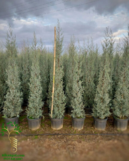 سرو نقره ای هرمی در مجموعه نیکان گل