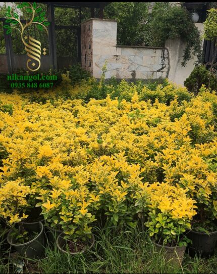 شمشاد طلایی مناسب پرچین، قاب بندی و طراحی فضای سبز با شاخ و برگ طلایی متراکم