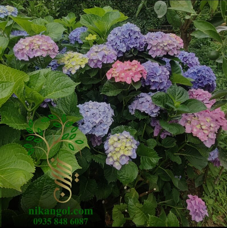 گل ادریسی هورتانسیا با گل‌های درشت مناسب باغ و ویلا
