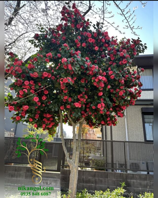 درخت کاملیا با گل‌های صورتی، تماشایی و برگ‌های براق مناسب باغ، ویلا و فضای سبز
