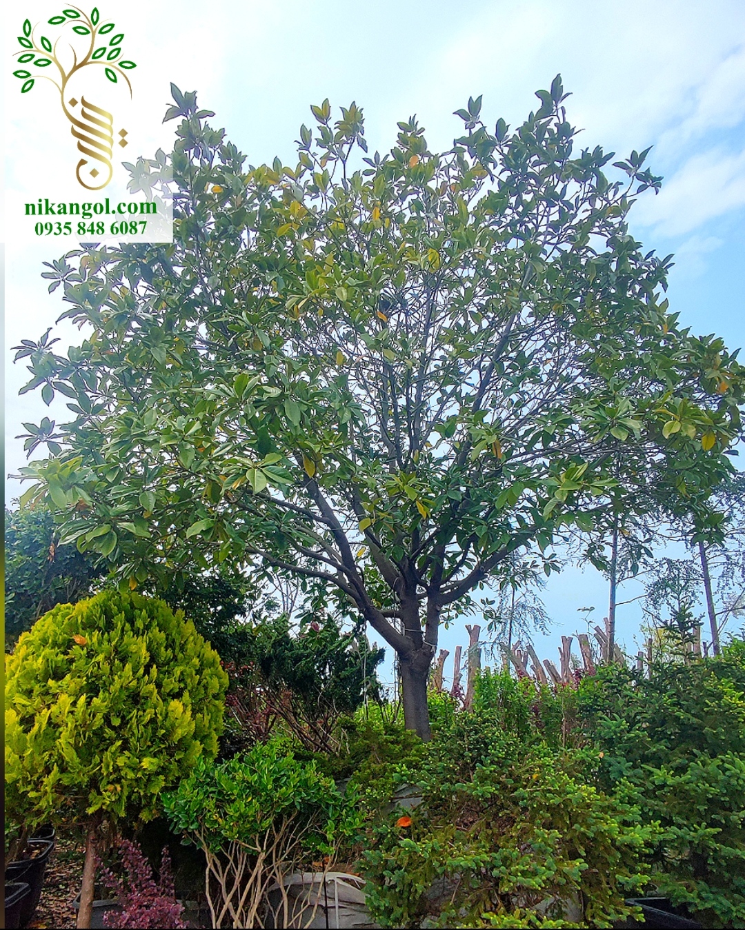 magnolia-grandiflora-nikangol.jpg درخب ماگنولیا همیشه سبز با گلهای سفید معطر و برگهای براق مناسب باغ، ویلا و فضای سبز شاخص