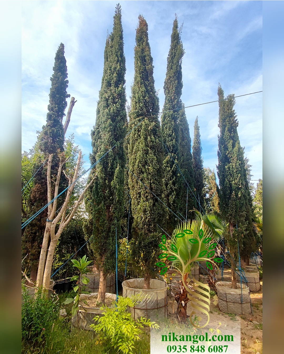 shirazi-cypress-large-size-nikangol.jpg سرو شیراز تنومند و بلند مناسب باغ و ویلا در نیکان گل