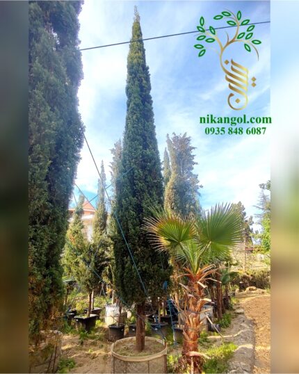 سرو شیراز تنومند و بلند 7 متری مناسب باغ و ویلا در نیکان گل