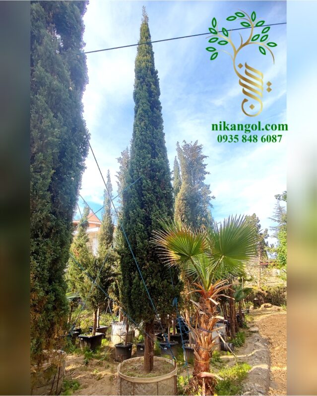 سرو شیراز تنومند و بلند 7 متری مناسب باغ و ویلا در نیکان گل