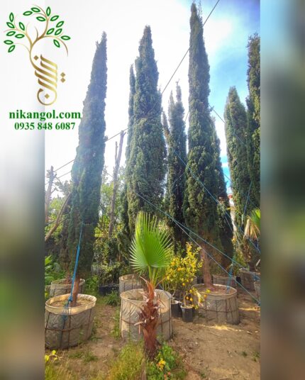 سرو ناز سایز بزرگ و جرثقیلی آماده کاشت از نیکان گل